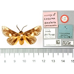 /filer/webapps/moths/media/images/R/radiata_Cosuma_HT_BMNH.jpg