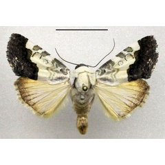 /filer/webapps/moths/media/images/D/discoidea_Acontia_AM_Fiebig_01.jpg