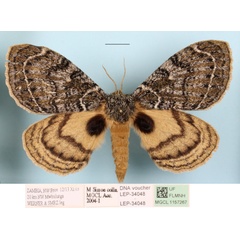 /filer/webapps/moths/media/images/D/danfelti_karschi_Janomima_A_MGCL_01.JPG