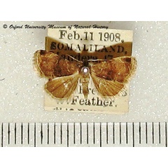 /filer/webapps/moths/media/images/P/phaea_Ozarba_A_OUMNH.jpg