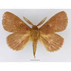 /filer/webapps/moths/media/images/M/multipunctata_Philotherma_AM_Basquin_04.jpg