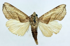 Oraesia triobliqua