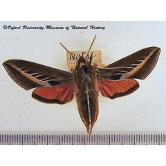 /filer/webapps/moths/media/images/S/schenki_Basiothia_AF_OUMNH.jpg