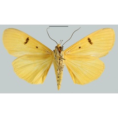 /filer/webapps/moths/media/images/F/fereunicolor_Aganais_AT_MNHNb.jpg