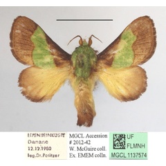 /filer/webapps/moths/media/images/T/trapezoidea_Parasa_A_MGCLa_02.JPG