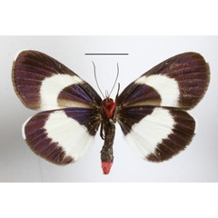 /filer/webapps/moths/media/images/H/hesparia_Massaga_A_MGCLb_01.JPG