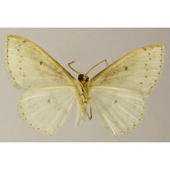 /filer/webapps/moths/media/images/C/clandestina_Scopula_PTM_ZSMb.jpg