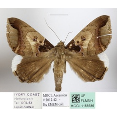 /filer/webapps/moths/media/images/I/indicabilis_Achaea_A_MGCLa_01.jpg