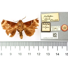 /filer/webapps/moths/media/images/E/elsa_Natada_HT_BMNH.jpg