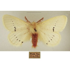 /filer/webapps/moths/media/images/M/marshalli_Phiala_AM_TMSA_02.jpg