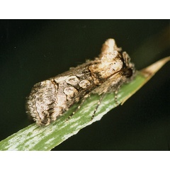 /filer/webapps/moths/media/images/T/triopis_Abrostola_A_Roland_01.jpg
