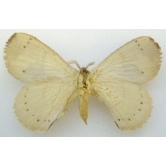 /filer/webapps/moths/media/images/P/plagiatus_Phasicnecus_HT_NHMUKb.jpg