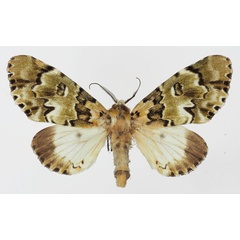 /filer/webapps/moths/media/images/S/schausi_Thiacidas_AM_Basquin.jpg