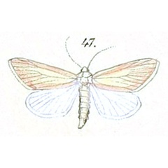 /filer/webapps/moths/media/images/A/aenigma_Acrapex_Felder_108_47.jpg