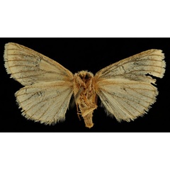 /filer/webapps/moths/media/images/N/nigrolineata_Haplozana_ST_RBINSb.jpg
