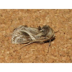 /filer/webapps/moths/media/images/A/arachnoides_Trichoplusia_A_Goff_02.jpg