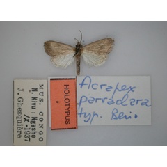 /filer/webapps/moths/media/images/P/parvaclara_Acrapex_HT_RMCA_02.jpg