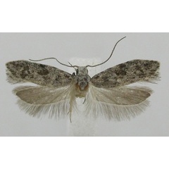 /filer/webapps/moths/media/images/S/sciograpta_Anarsia_A_ZMHB.jpg