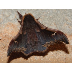 /filer/webapps/moths/media/images/O/orinoptera_limbobrunnea_Ludia_A_Grobler.jpg