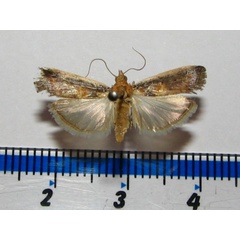 /filer/webapps/moths/media/images/M/morosalils_Lugubraphycita_A_Goff.jpg
