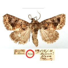 /filer/webapps/moths/media/images/A/algoa_Hadena_HT_BMNH_WYVFSGg.jpg