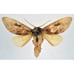 /filer/webapps/moths/media/images/V/vaumaculata_Synete_AM_NHMO.jpg