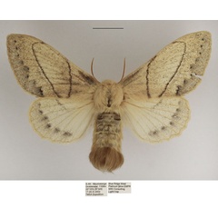 /filer/webapps/moths/media/images/R/rennei_Philotherma_AF_TMSA_01.jpg