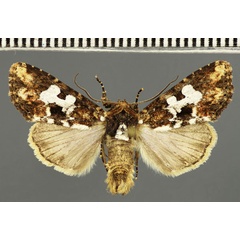 /filer/webapps/moths/media/images/G/glebosa_Saalmuellerana_AM_Stadie.jpg