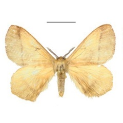 /filer/webapps/moths/media/images/D/dargei_Vianga_HT_ANHRT_gPISAYu.jpg