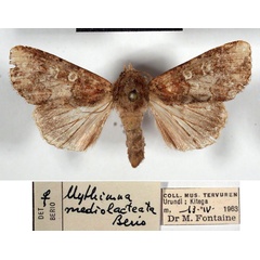 /filer/webapps/moths/media/images/M/mediolacteata_Mythimna_AF_RMCA.jpg