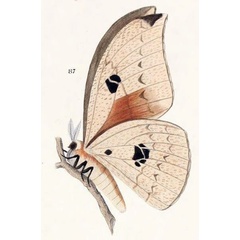 /filer/webapps/moths/media/images/E/epithyrena_Bunaea_HT_Maassen_87.jpg