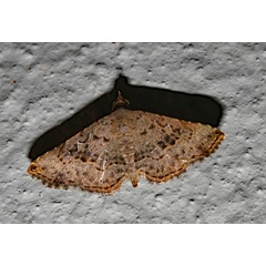 /filer/webapps/moths/media/images/M/moestalis_Rhesala_A_Roland_01.jpg