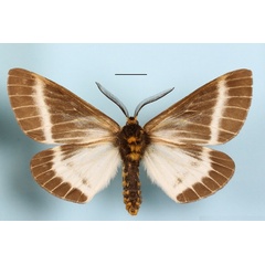 /filer/webapps/moths/media/images/P/picarina_Sabalia_A_MGCLb_01.jpg