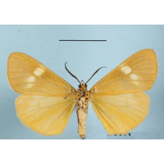 /filer/webapps/moths/media/images/S/strigata_Secusio_AM_MGCLb_01.jpg