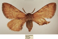 Dracopoloma castanea