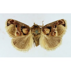 /filer/webapps/moths/media/images/D/discophora_Zinara_AM_TMSA_02.jpg