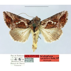 /filer/webapps/moths/media/images/I/ignescens_Plusia_HT_MNHN.jpg