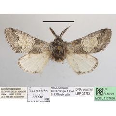 /filer/webapps/moths/media/images/H/hierax_Pararethona_A_MGCLa_01.JPG
