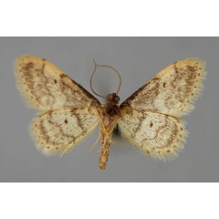 /filer/webapps/moths/media/images/P/plesioscotia_Idaea_A_ZSM_02.jpg