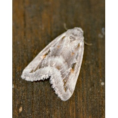 /filer/webapps/moths/media/images/D/damarana_Escarpamenta_A_Roland_01.jpg