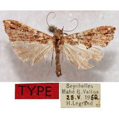 /filer/webapps/moths/media/images/C/cristata_Callopistria_HT_MNHN.jpg