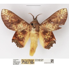 /filer/webapps/moths/media/images/A/arnoldi_Morongea_AM_NHMUK_02.jpg