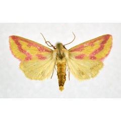 /filer/webapps/moths/media/images/L/leucosticta_Masalia_A_NHMO.jpg