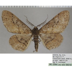 /filer/webapps/moths/media/images/M/melanochorda_Cleora_AM_ZSM.jpg