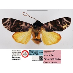 /filer/webapps/moths/media/images/P/pulcherrima_Aiteta_HT_NHMUK.jpg