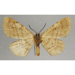 /filer/webapps/moths/media/images/P/proemia_Cleora_AF_ZSMb.jpg