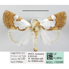 /filer/webapps/moths/media/images/A/argyroplaga_Westermannia_A_MGCLa_01.JPG