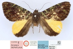 Achaea semiflava