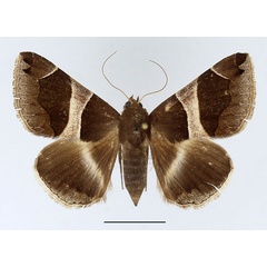 /filer/webapps/moths/media/images/T/torrida_Dysgonia_AF_Basquin.jpg