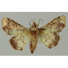 /filer/webapps/moths/media/images/G/griveaudi_Eutelia_AM_MNHN_01b.jpg